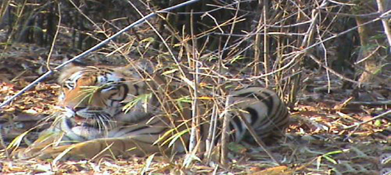 Kanakeshwar Forest